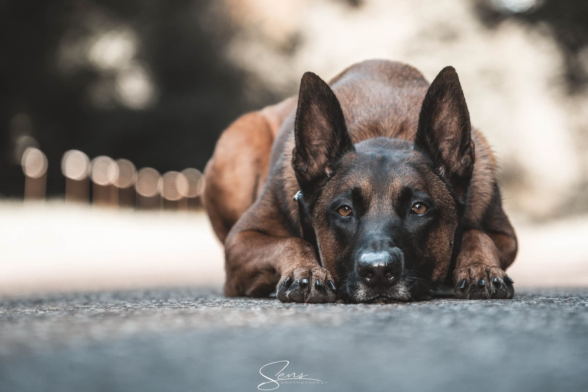 Chien de berger allongé sur la route, oreilles dressées, regard face à l'objectif
