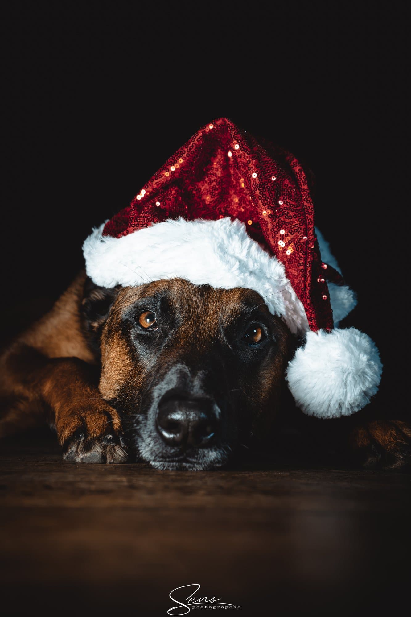 Chien couché coiffé d'un bonnet de Noël rouge pailleté, sur fond noir