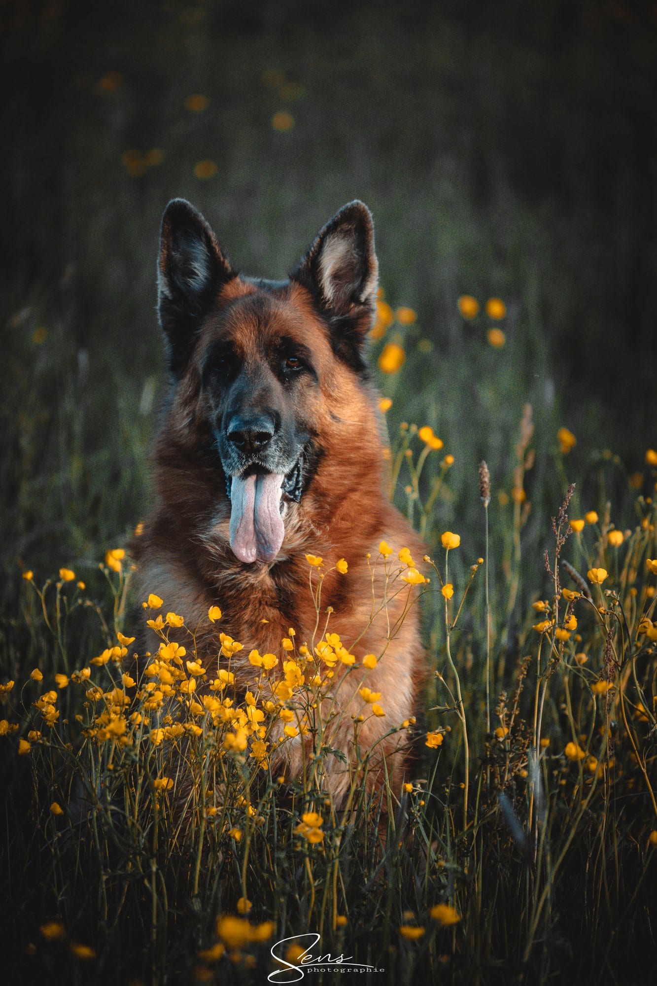 Chien de berger assis, langue pendante, au milieu de fleurs jaunes