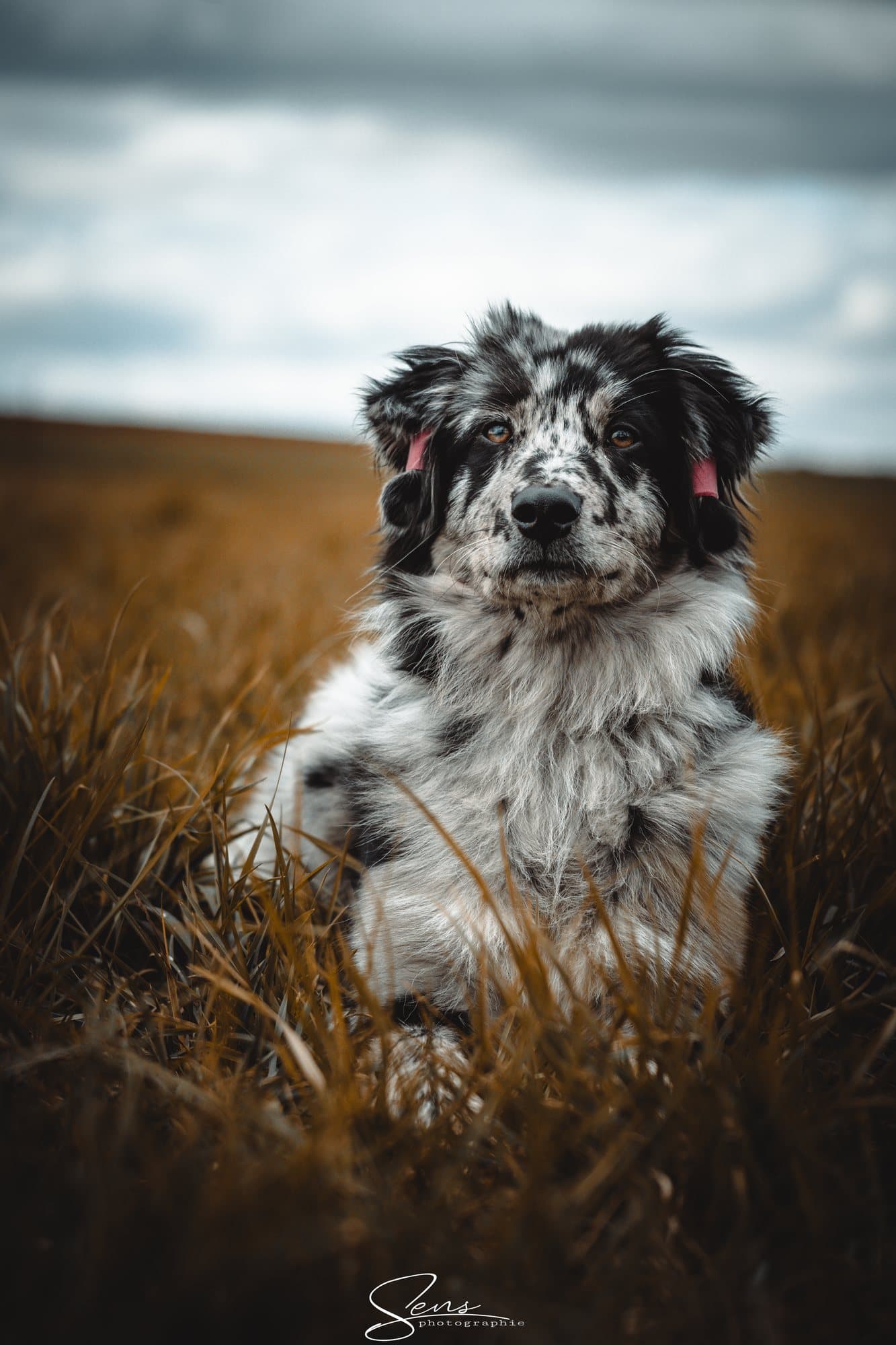 Chien au pelage moucheté assis dans les herbes hautes sous un ciel gris